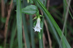 Tripterospermum luzonense