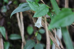 Tripterospermum luzonense