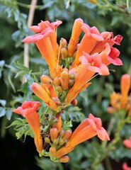 Campsis radicans