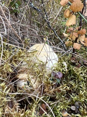 Lactarius scrobiculatus