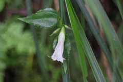 Tripterospermum luzonense