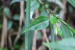 Tripterospermum luzonense