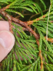 Thuja plicata