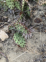 Opuntia polyacantha