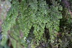 Hymenophyllum punctisorum