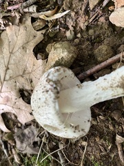 Amidella
