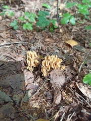 Ramaria