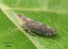 Scaphytopius loricatus