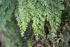 Hymenophyllum punctisorum