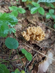 Ramaria