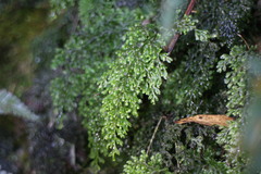 Hymenophyllum punctisorum