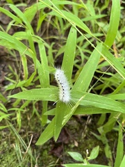Lophocampa caryae