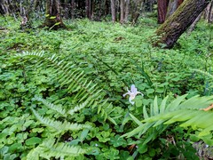 Polypodium calirhiza