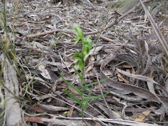 Pterostylis prasina