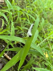 Lophocampa caryae
