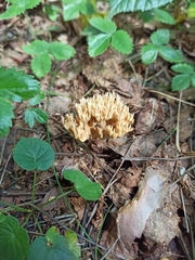 Ramaria