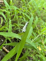 Lophocampa caryae