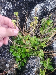 Cochlearia groenlandica