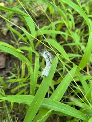 Lophocampa caryae