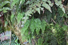 Hymenophyllum punctisorum