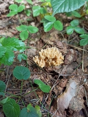Ramaria