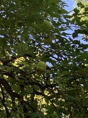Maclura pomifera