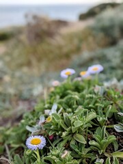 Erigeron glaucus