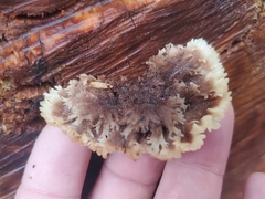 Gloiodon occidentalis