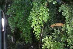 Hymenophyllum punctisorum