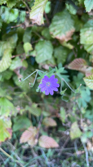 Geranium pyrenaicum