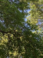 Maclura pomifera