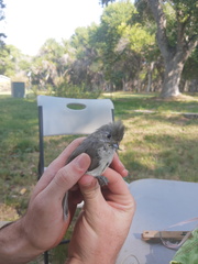 Baeolophus inornatus