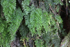 Hymenophyllum punctisorum