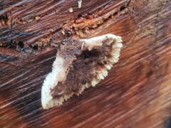 Gloiodon occidentalis