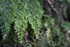 Hymenophyllum punctisorum