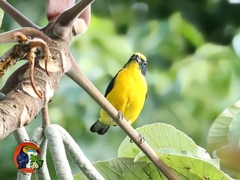 Euphonia hirundinacea