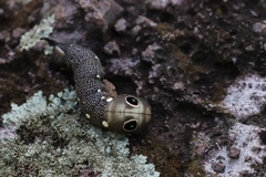 Xylophanes falco