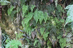 Hymenophyllum punctisorum