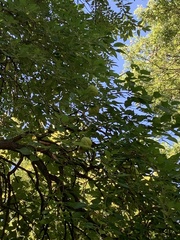 Maclura pomifera
