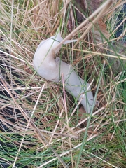 Ariolimax columbianus