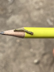 Phryganidia californica