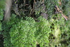 Hymenophyllum punctisorum