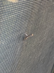 Tineinae