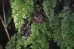 Hymenophyllum punctisorum