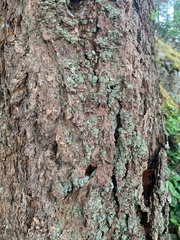Hypogymnia physodes
