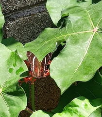 Anartia fatima