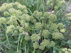 Angelica archangelica