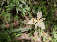 Iris fernaldii