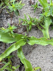 Commelina erecta