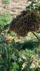 Achillea filipendulina